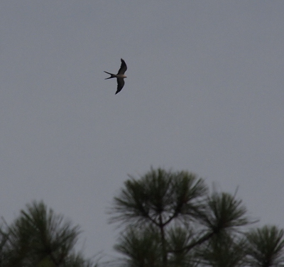 [There is one kite soaring above the tops of the pine trees. The bird is in focus displaying its full underside (from the side view) while the trees are blurry.]